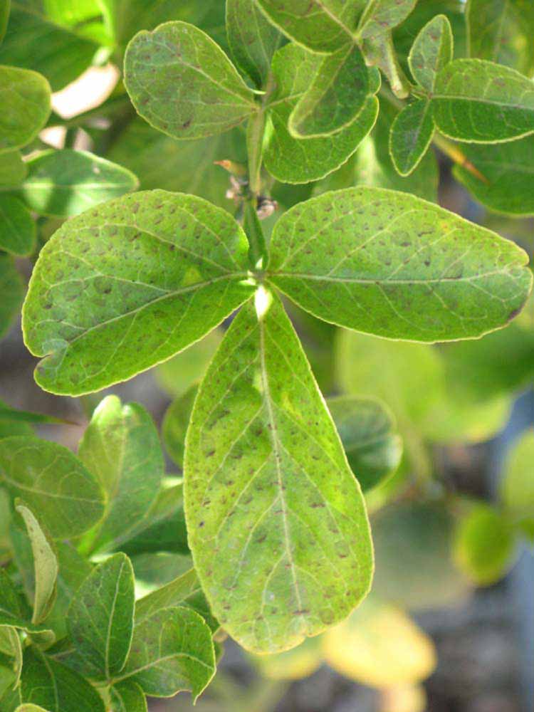              Trifoliolate leaf (Riverside, CA)       